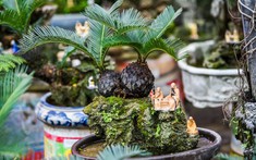 Ý nghĩa của cây vạn tuế trong phong thủy