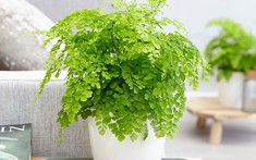 Ý nghĩa phong thủy cây tóc thần vệ nữ
