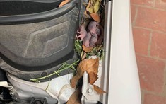 Đuổi chuột bằng dầu gió và long não, cách đơn giản bảo vệ ô tô suốt mùa dịch