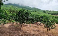 Đất trồng cây lâu năm có được xây nhà?
