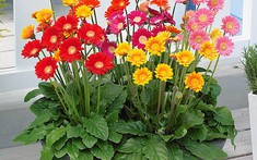 7 loại cây có lợi cho sức khỏe trong mùa dịch mà bạn nên trồng trong nhà