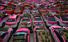 Vì tình hình COVID-19, hàng trăm chiếc xe taxi ở Thái Lan tạm thời biến thành vườn trồng rau