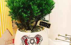Ý nghĩa cây tùng bồng lai trong phong thủy