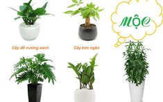 Top 10 cây phong thủy mang lại may mắn cho người mệnh Mộc