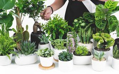 Người mệnh Hỏa hợp cây gì để khắc chế sự nóng nảy, chiêu tài lộc?