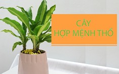 Mệnh Thổ hợp cây gì? Bật mí 12 loại cây phong thủy tốt nhất cho người mệnh Thổ