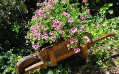 8 loại cây đuổi muỗi tốt nhất