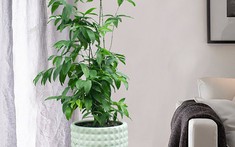 Ý nghĩa phong thủy của cây Trúc Nhật