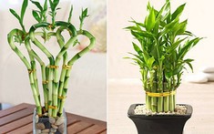  Ý nghĩa phong thủy của cây phất dụ