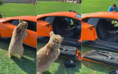 Video: Cố trèo vào bên trong, chú gấu làm gẫy luôn cửa siêu xe Lamborghini Huracan Performante