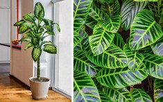 Các loại cây cảnh dễ trồng nhất hiện nay, người vụng mấy cũng chăm được
