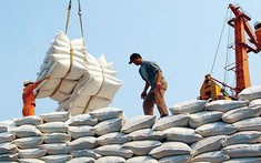 Sửa quy định về chứng nhận chủng loại gạo thơm xuất khẩu sang Liên minh châu Âu