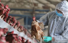 Không để bùng phát dịch Cúm gia cầm