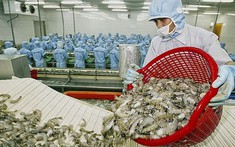 Xuất khẩu tôm Việt Nam sang Canada tăng cao nhất trong khối CPTPP