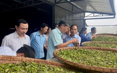 Mô hình trải nghiệm trà độc đáo đầu tiên tại Sơn La