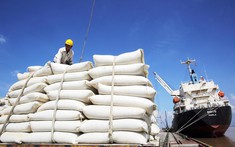 Nghiên cứu việc Ấn Độ cấm xuất khẩu gạo, thực hiện các giải pháp phù hợp