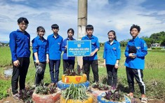 Tuổi trẻ Hà Tĩnh biến “điểm đen” rác thải thành vườn hoa rực rỡ