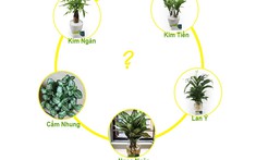 Mệnh Thủy hợp cây gì? Điểm danh 10 cây cảnh tốt nhất cho người mệnh Thủy