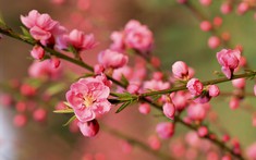 Ngày Tết, trưng ngay những cây hoa này để rước tài lộc vào nhà