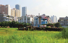 Đất ruộng có được chuyển lên đất thổ cư?