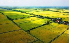 Cho phép chuyển đổi gần 200ha đất trồng lúa sang đất phi nông nghiệp