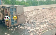 Video quay khoảnh khắc chiếc ô tô tải lật ngang trên cao tốc Hà Nội - Hải Phòng khiến 2,5 tấn cá tràn ra đường