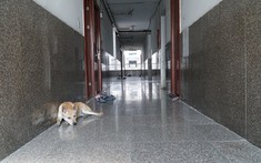 Từ 01/01/2022, thả gia súc, gia cầm trong chung cư bị phạt đến 500.000 đồng