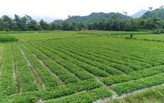Đất hoa màu có chuyển được sang đất thổ cư?
