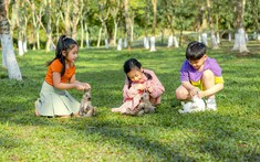 Chim Công, Vịt Trời, Thiên Nga làm tổ trong khu đô thị Ecopark