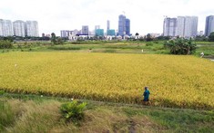 Năm 2022 sẽ kiểm tra việc chuyển mục đích sử dụng đất tại TP. Hồ Chí Minh
