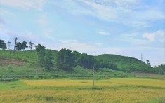Chấp thuận chuyển đổi đất lúa sang đất phi nông nghiệp tại Ninh Bình và Hậu Giang