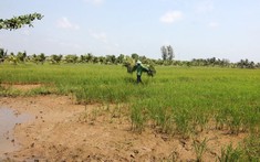 Đất nông nghiệp hết thời hạn sử dụng có được thừa kế?