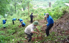 Lưu ý thủ tục chuyển mục đích sử dụng rừng tại Nghệ An, Thanh Hoá