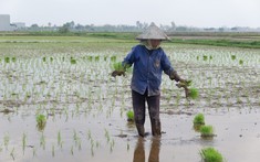 Thái Bình: Chuyển mục đích sử dụng hơn 33ha đất lúa để làm đường