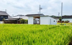 Sử dụng đất trồng lúa nước không đúng mục đích, bị xử phạt thế nào?