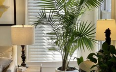 9 loại cây cảnh kích thước lớn rất hợp để trưng phòng khách