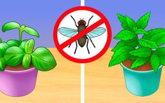 Nhà sạch bóng côn trùng mà không cần dùng tới hoá chất độc hại