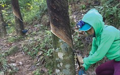 Có khu vực, người dân làm ruộng, cạo mủ cao su nhưng trong nhà có tới 20-30 sổ đỏ 