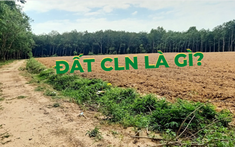 Đất CLN là gì? Có chuyển đổi sang thổ cư được không?