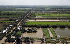 Nợ xấu của Nông trường Sông Hậu nơi bà Ba Sương từng làm giám đốc bị Agribank bán đại hạ giá