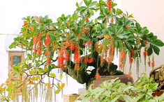 Nên trồng cây gì trước nhà để mang lại may mắn, tài lộc?