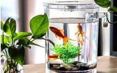 Ba cách bố trí nội thất hợp phong thủy cho năm 2022