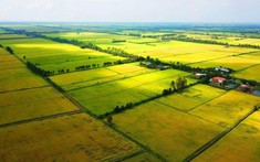Thủ tục thuê đất nông nghiệp theo luật hiện hành
