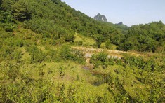 Hoà Bình chuyển mục đích sử dụng gần 55ha đất rừng để xây khu nghỉ dưỡng cao cấp, nhà vườn sinh thái