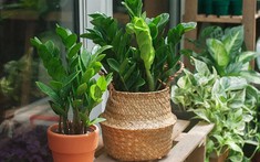 Cây kim tiền có ý nghĩa như thế nào trong phong thủy? hợp với tuổi nào nhất?