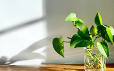 10 loại cây trồng trong nhà có thể giúp bạn ngủ ngon hơn