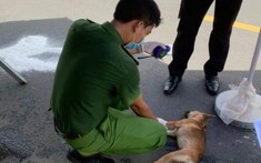 Tông vào chó chạy trên đường, nạn nhân tử vong tại chỗ