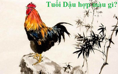 Tuổi Dậu hợp màu gì? Chọn nội thất nhà hợp phong thủy