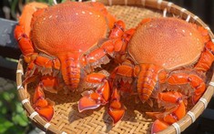 Cua huỳnh đế loại lớn ngày càng khan hiếm trên thị trường
