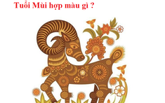 Tuổi Mùi hợp màu gì? Màu nội thất nhà ở hợp phong thủy cho gia chủ tuổi Mùi